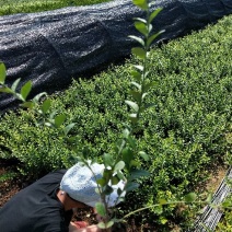 小叶扶芳藤园林绿化小苗三江花卉常年大量栽培