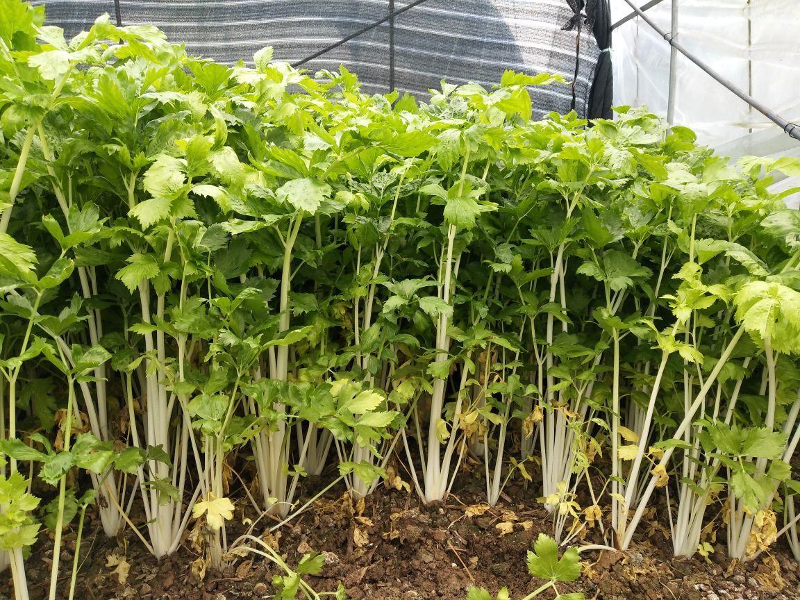 香芹植株特写图