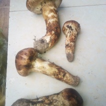 野生菌
