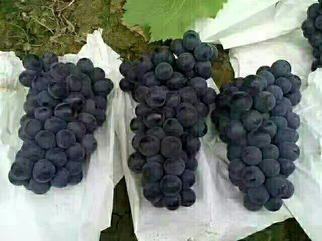 左侧为京亚葡萄果实,近圆形,果皮深紫色,果粉浓厚,果粒排列紧凑;右侧为巨峰葡萄,果粒明显更大,呈卵圆形,果皮蓝黑色,表面光滑,果肩微凸,可见轻微棱线,体现典型巨峰特征 京亚葡萄与巨峰葡萄果实特写对比图