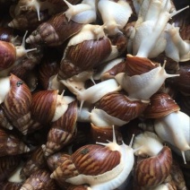白玉蜗牛
