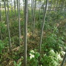 黄山栾树