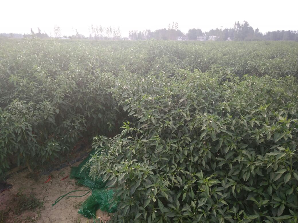 三樱椒植株特写