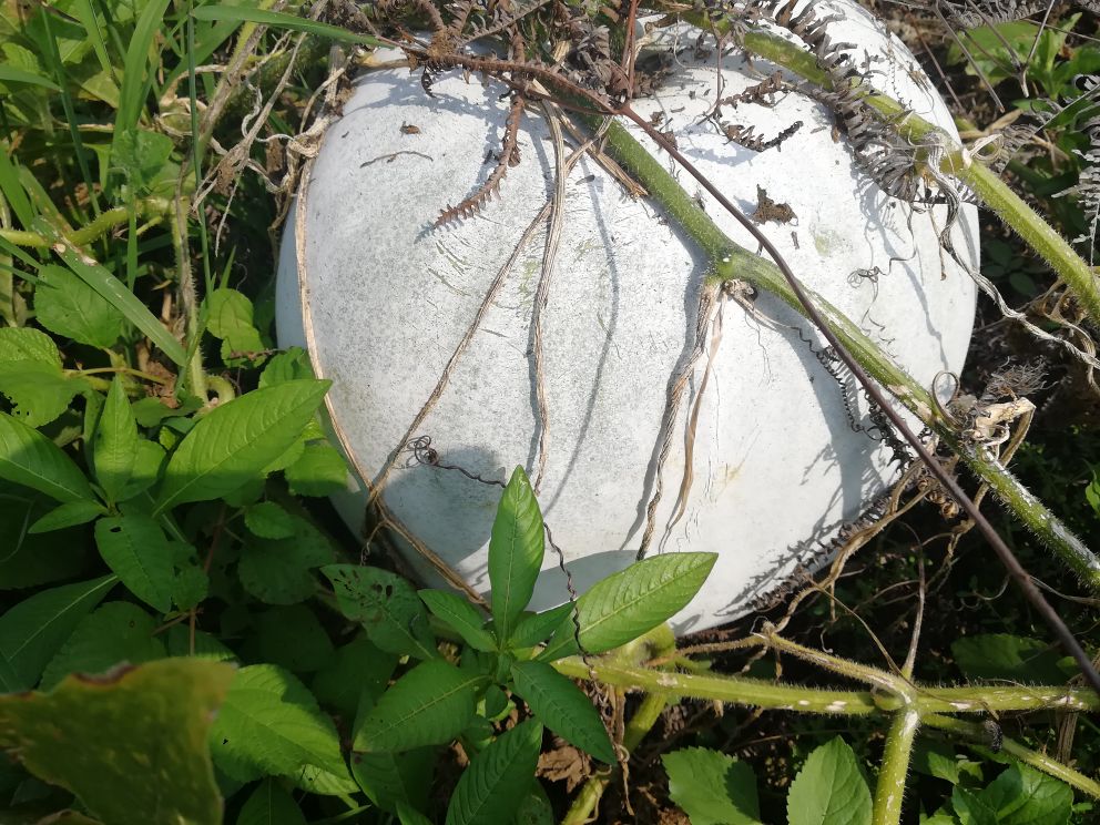 一片绿意盎然的农田中,藤蔓匍匐生长,叶片 heart-shaped,黄色花朵绽放,藤上悬挂着表皮带白霜的长椭圆形成熟冬瓜,表面覆盖细密绒毛,切开后露出白色果肉和黑色种子 冬瓜植株与果实特写