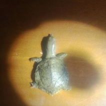 甲鱼苗，