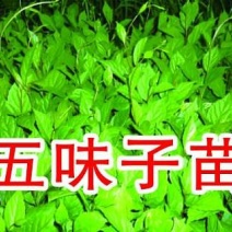 五味子苗