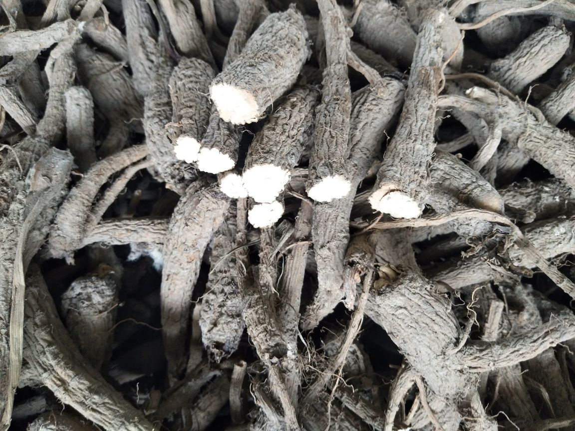 白芷干燥根横切面高清特写:展示典型道地药材断面结构,可见木质部放射状纹理及表皮挥发油结晶,用于佐证其芳香物质富集部位 白芷干燥根横切面特写,表皮灰棕色具纵皱纹,断面类白色,形成层环明显,木质部略呈放射状纹理,表面附着细微结晶状挥发油析出物