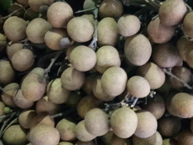 储良龙眼果实特写，果肉饱满晶莹，表皮呈淡黄色