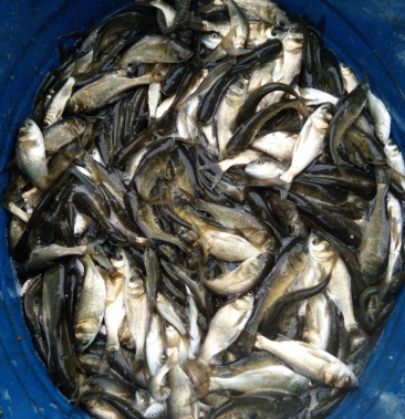 [鲢鱼批发]鲢鱼苗价格0.50元/尾 - 一亩田