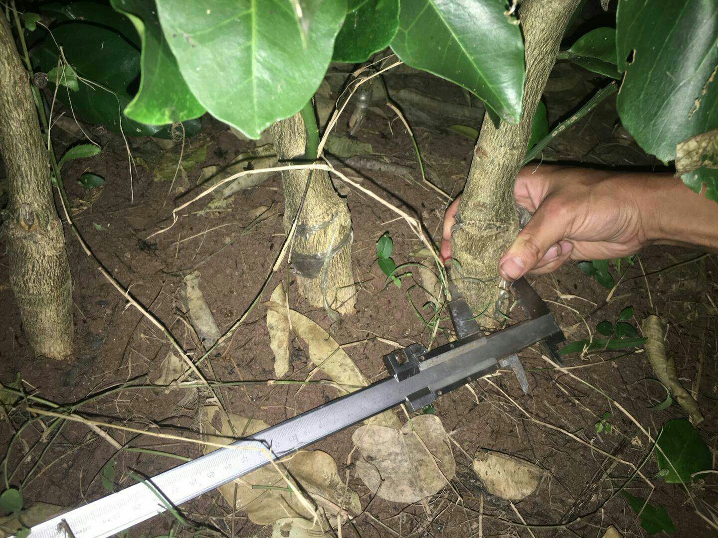 蜜柚科学种植核心参数实测场景:包含手持糖酸比测定仪现场读数(屏幕显示TSS、TA、Ratio三项关键指标)、土壤pH快速检测操作、以及白云石粉改良前后蜜柚叶片色泽对比(左侧为酸化导致的黄化叶,右侧为改良后健康浓绿叶),突出数据驱动的精准农艺 蜜柚种植关键参数监测现场:农技人员手持便携式糖酸比测定仪对黄金蜜柚果实进行现场检测,背景为挂果枝条,仪器屏幕上清晰显示“TSS 13.8°Brix, TA 0.72%, Ratio 19.2”数值;旁边放置pH测试笔正在测量土壤样本,另一侧展示白云石粉改良前后叶片对比(左黄化右浓绿)