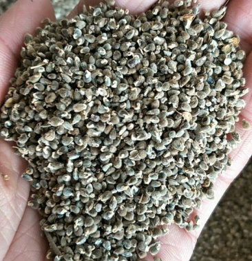 [远志种子批发]远志种子价格95.00元/斤 - 一亩田