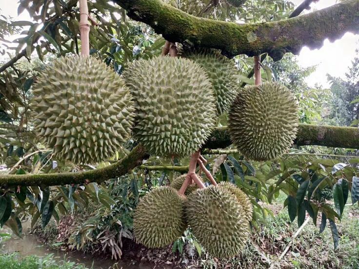 干尧榴莲植株与果实特写