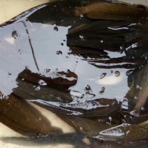胡子鲶