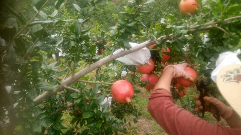 成熟的石榴挂满枝头,农民正在果园中采摘 会理石榴果园