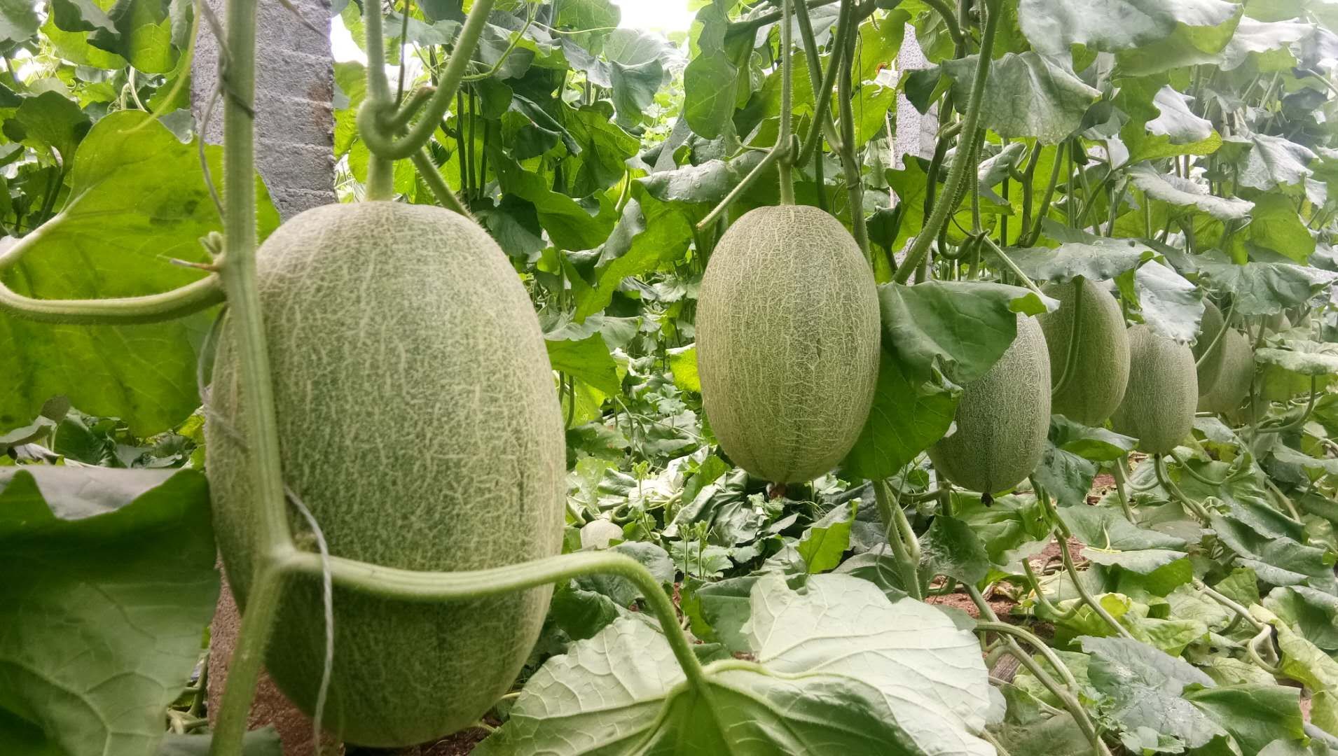 成熟哈密瓜特写，展示其标志性网纹外皮和椭圆形外观