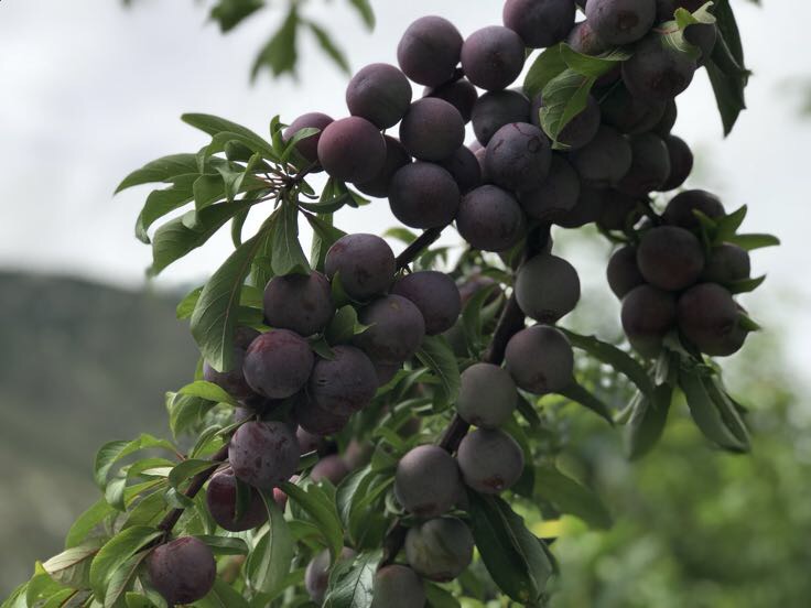 五月脆红李子挂满枝头特写