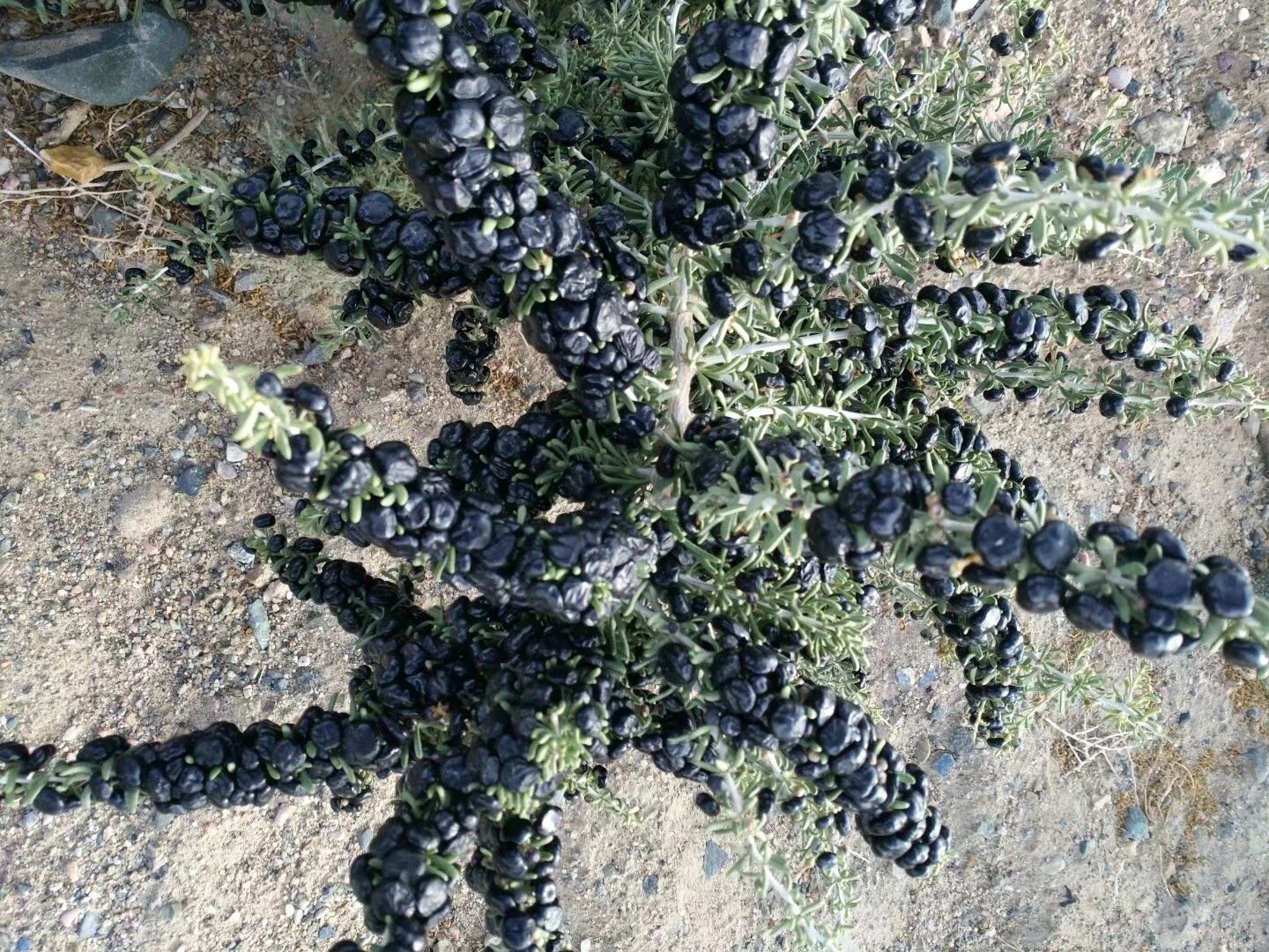 一株生长在干旱沙地上的黑枸杞灌木,枝条细长带刺,叶片狭长,果实为深紫黑色小浆果,成串挂在枝头,背景为高原荒漠地貌 黑枸杞植株与果实特写