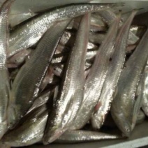 6、刀鱼全身的鳞和银白色油脂层中还含有一种抗癌成分——6