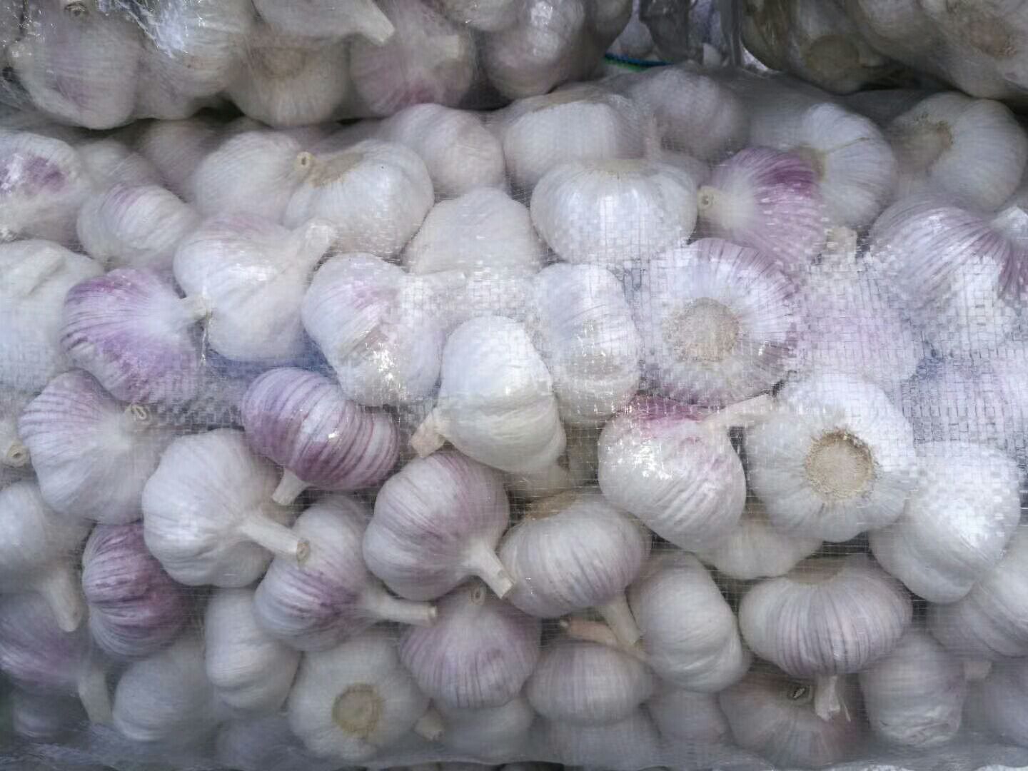 红蒜整头特写：紫红色外皮包裹饱满蒜瓣，表皮带有蜡质光泽，根盘完整，泥土残留少