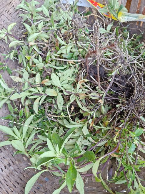 野生龙胆草