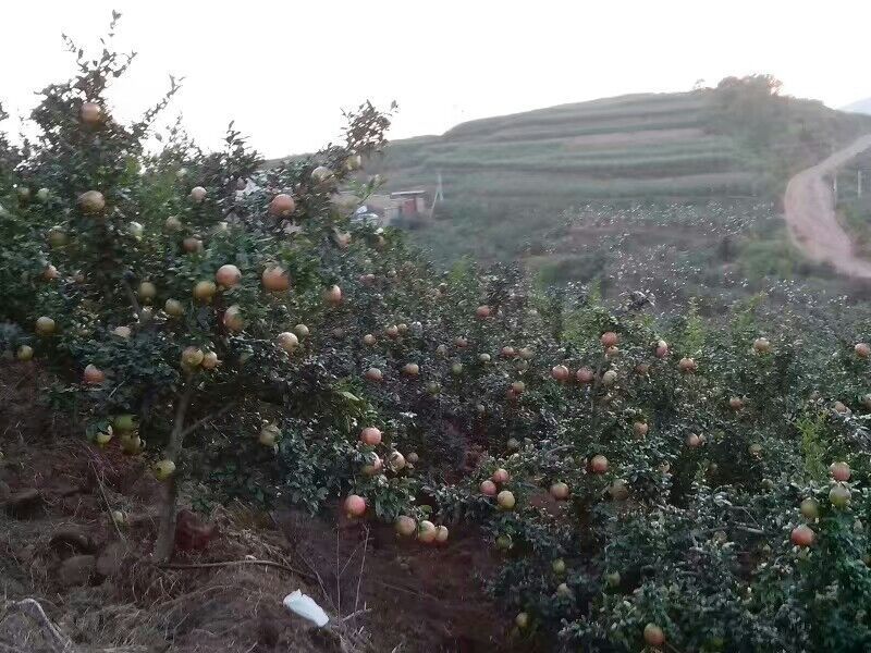 航拍视角下的会理万亩石榴基地,连绵起伏的山坡上分布着整齐的石榴树,果实累累,满树红彤彤的成熟石榴在阳光下泛着油亮光泽,部分果农正在梯田式果园中采摘,背景可见蓝天白云与远山轮廓,画面充满丰收喜悦与地域特色 会理石榴果园秋季丰收实景