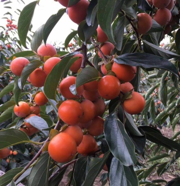 [柿子批发]吊红,重台,竹子罐,火葫芦,胭脂红价格1.20元/斤 - 一亩田