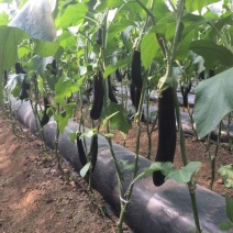 704长茄细长型苗好高产其他品种有售预订更优惠