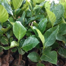 马来西亚一号菠萝蜜苗