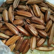 白芨种子白芨果夹紫花三叉大白芨基地直销