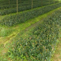 油茶苗