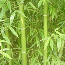 银环竹