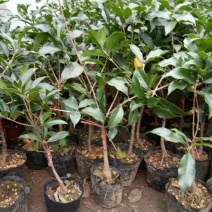 桂花四季沉香桂花树苗金桂浓香型丹桂盆栽梅花室内庭院室外特