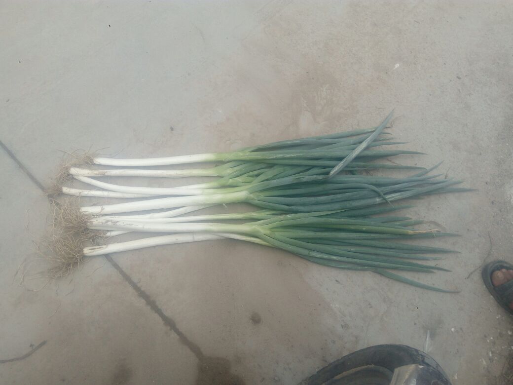 铁杆大葱的外观特写,展示其坚实的葱白和翠绿的葱叶 铁杆大葱的外观特写