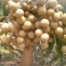 《石峡龙眼》储良龙眼/广西龙眼/产地货源/保质保量批发