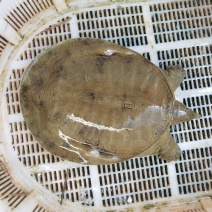 野生甲鱼