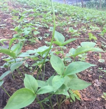 半夏种苗半夏种子半夏成品