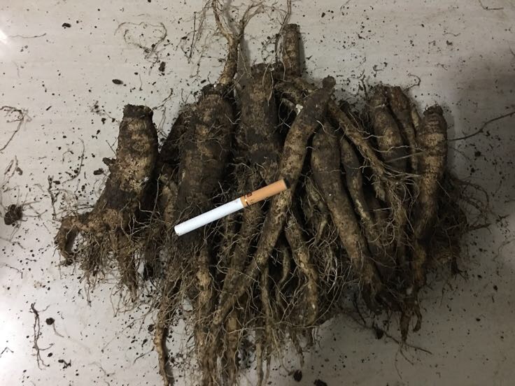 河北邢台巨鹿县小吕寨镇西沙参采收现场特写