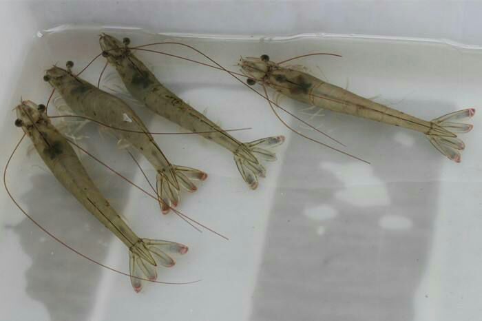 渤海对虾成体特写