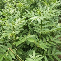 青椒苗，大红袍苗袋苗和裸根苗