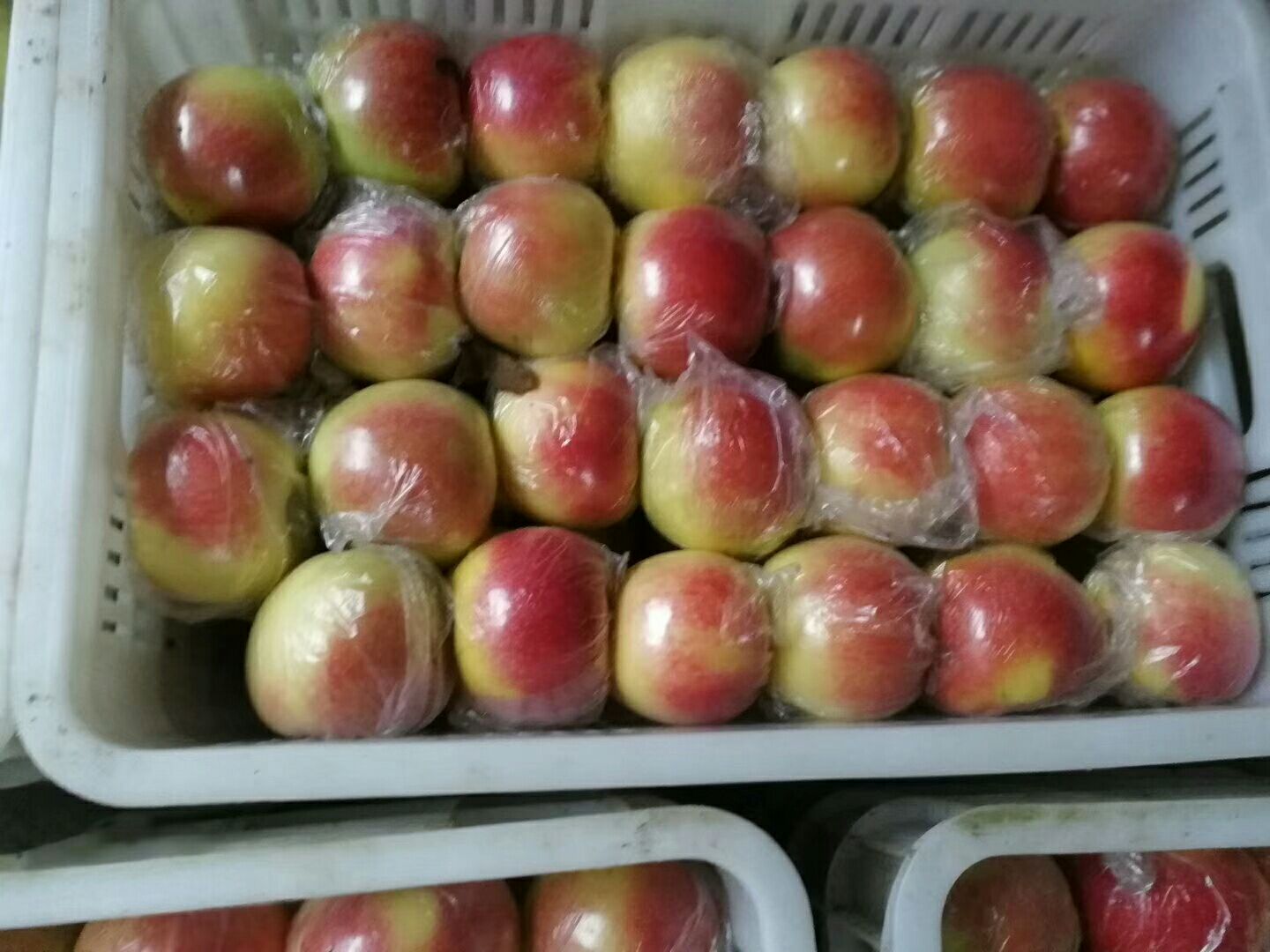 超市货架上摆放整齐的八美苹果礼盒,透明包装可见内部红润饱满的果实,旁边是散装销售区,顾客正在挑选,背景有‘新鲜直达’的促销标识 八美苹果包装与零售场景