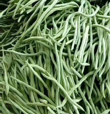 莘县芸豆莘县精品芸豆豆王扁豆大扁冷棚品质好