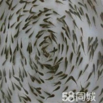 鲫鱼苗，黄金鲫鱼，长期供应