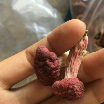 野生红菇日晒红菇
