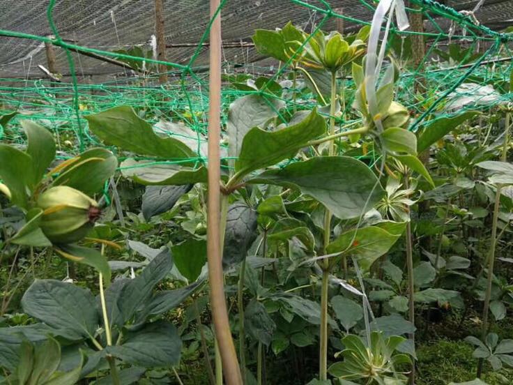 云南砚山县八角林下种植模式示意图