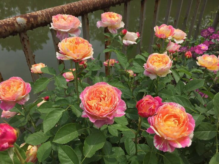 一个阳光明媚的花园场景,多株欧洲月季整齐种植在石板小径两侧,花朵密集开放,颜色包括粉红、深红和奶油白,叶片翠绿有光泽,背景为低矮木栅栏和绿篱,营造出典型的欧式乡村花园氛围 欧洲月季盛开的庭院景观