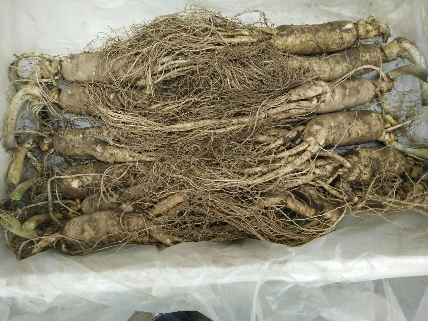 沙藏鲜参示意图