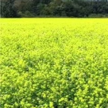 油菜籽1级