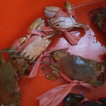 天然海蟹