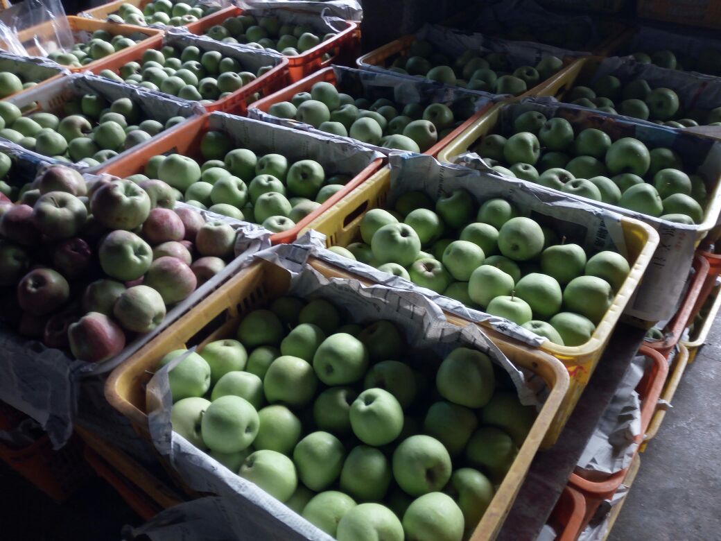 甘肃果农正在采摘红元帅苹果,展示丰收场景与采摘活动 红元帅苹果采摘现场