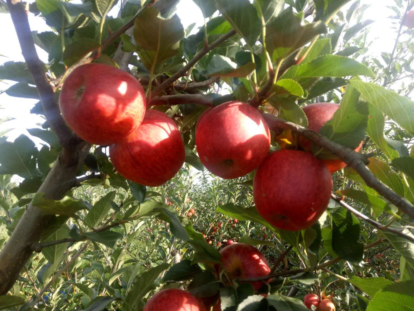 红将军苹果特写